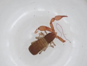  ( - CBG-A27731-F08)  @11 [ ] CreativeCommons - Attribution Share - Alike (2024) Centre for Biodiversity Genomics Centre for Biodiversity Genomics