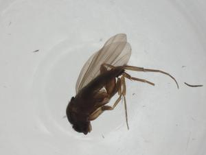  ( - CBG-A27732-A07)  @11 [ ] CreativeCommons - Attribution Share - Alike (2024) Centre for Biodiversity Genomics Centre for Biodiversity Genomics