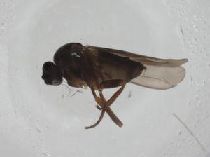  ( - CBG-A27732-C07)  @11 [ ] CreativeCommons - Attribution Share - Alike (2024) Centre for Biodiversity Genomics Centre for Biodiversity Genomics