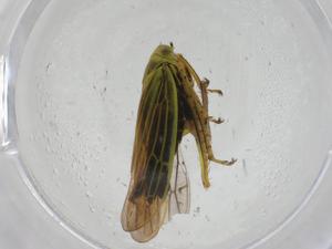  ( - CBG-A27732-C12)  @11 [ ] CreativeCommons - Attribution Share - Alike (2024) Centre for Biodiversity Genomics Centre for Biodiversity Genomics