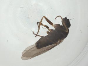  ( - CBG-A27733-A10)  @11 [ ] CreativeCommons - Attribution Share - Alike (2024) Centre for Biodiversity Genomics Centre for Biodiversity Genomics