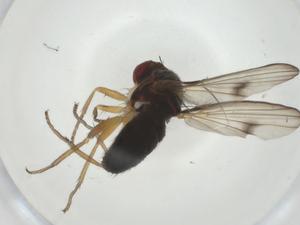  ( - CBG-A27733-B04)  @11 [ ] CreativeCommons - Attribution Share - Alike (2024) Centre for Biodiversity Genomics Centre for Biodiversity Genomics