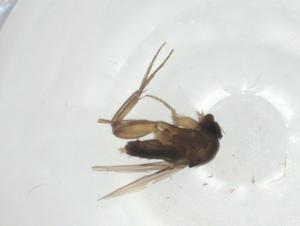  ( - CBG-A27733-E09)  @11 [ ] CreativeCommons - Attribution Share - Alike (2024) Centre for Biodiversity Genomics Centre for Biodiversity Genomics