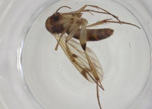  ( - CBG-A27735-A06)  @11 [ ] CreativeCommons - Attribution Share - Alike (2024) Centre for Biodiversity Genomics Centre for Biodiversity Genomics