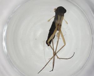  ( - CBG-A27735-A08)  @11 [ ] CreativeCommons - Attribution Share - Alike (2024) Centre for Biodiversity Genomics Centre for Biodiversity Genomics