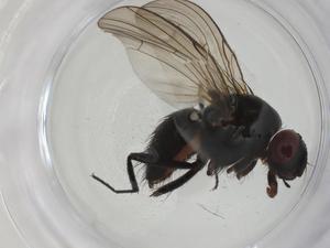  ( - CBG-A27735-A10)  @11 [ ] CreativeCommons - Attribution Share - Alike (2024) Centre for Biodiversity Genomics Centre for Biodiversity Genomics