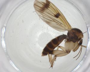  ( - CBG-A27735-D01)  @11 [ ] CreativeCommons - Attribution Share - Alike (2024) Centre for Biodiversity Genomics Centre for Biodiversity Genomics