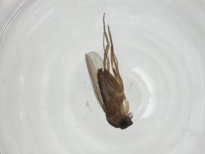  ( - CBG-A27735-H11)  @11 [ ] CreativeCommons - Attribution Share - Alike (2024) Centre for Biodiversity Genomics Centre for Biodiversity Genomics