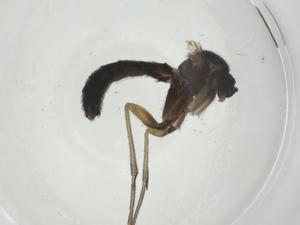  ( - CBG-A27739-A05)  @11 [ ] CreativeCommons - Attribution Share - Alike (2024) Centre for Biodiversity Genomics Centre for Biodiversity Genomics