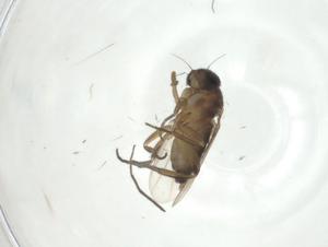  ( - CBG-A27739-H06)  @11 [ ] CreativeCommons - Attribution Share - Alike (2024) Centre for Biodiversity Genomics Centre for Biodiversity Genomics