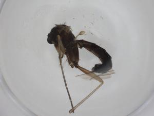  ( - CBG-A27740-C06)  @11 [ ] CreativeCommons - Attribution Share - Alike (2024) Centre for Biodiversity Genomics Centre for Biodiversity Genomics