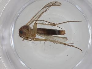  ( - CBG-A27740-E03)  @11 [ ] CreativeCommons - Attribution Share - Alike (2024) Centre for Biodiversity Genomics Centre for Biodiversity Genomics