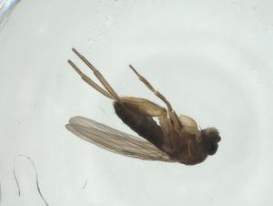  ( - CBG-A27745-F06)  @11 [ ] CreativeCommons - Attribution Share - Alike (2024) Centre for Biodiversity Genomics Centre for Biodiversity Genomics