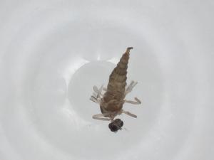  ( - CBG-A27746-D08)  @11 [ ] CreativeCommons - Attribution Share - Alike (2024) Centre for Biodiversity Genomics Centre for Biodiversity Genomics