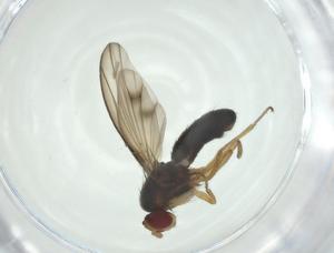  ( - CBG-A27748-F12)  @11 [ ] CreativeCommons - Attribution Share - Alike (2024) Centre for Biodiversity Genomics Centre for Biodiversity Genomics