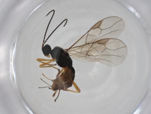  ( - CBG-A27749-D08)  @11 [ ] CreativeCommons - Attribution Share - Alike (2024) Centre for Biodiversity Genomics Centre for Biodiversity Genomics