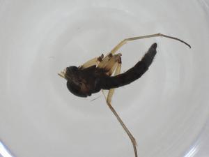  ( - CBG-A27749-G04)  @11 [ ] CreativeCommons - Attribution Share - Alike (2024) Centre for Biodiversity Genomics Centre for Biodiversity Genomics