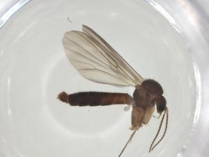  ( - CBG-A27750-F11)  @11 [ ] CreativeCommons - Attribution Share - Alike (2024) Centre for Biodiversity Genomics Centre for Biodiversity Genomics