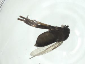  ( - CBG-A27753-H08)  @11 [ ] CreativeCommons - Attribution Share - Alike (2024) Centre for Biodiversity Genomics Centre for Biodiversity Genomics