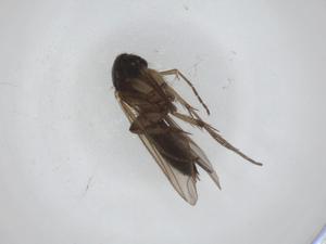  ( - CBG-A27756-D03)  @11 [ ] CreativeCommons - Attribution Share - Alike (2024) Centre for Biodiversity Genomics Centre for Biodiversity Genomics