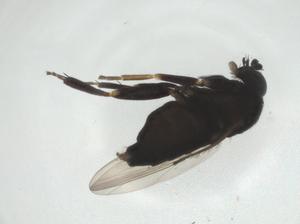  ( - CBG-A27757-D12)  @11 [ ] CreativeCommons - Attribution Share - Alike (2024) Centre for Biodiversity Genomics Centre for Biodiversity Genomics