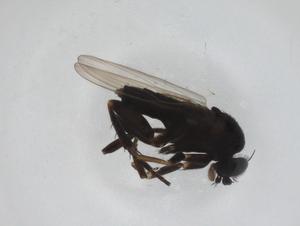  ( - CBG-A27759-D03)  @11 [ ] CreativeCommons - Attribution Share - Alike (2024) Centre for Biodiversity Genomics Centre for Biodiversity Genomics