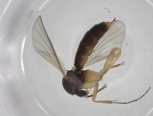  ( - CBG-A27762-C04)  @11 [ ] CreativeCommons - Attribution Share - Alike (2024) Centre for Biodiversity Genomics Centre for Biodiversity Genomics