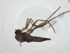  ( - CBG-A27762-E01)  @11 [ ] CreativeCommons - Attribution Share - Alike (2024) Centre for Biodiversity Genomics Centre for Biodiversity Genomics