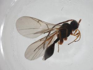  ( - CBG-A27762-F06)  @11 [ ] CreativeCommons - Attribution Share - Alike (2024) Centre for Biodiversity Genomics Centre for Biodiversity Genomics