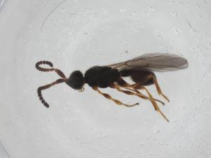  ( - CBG-A27763-B04)  @11 [ ] CreativeCommons - Attribution Share - Alike (2024) Centre for Biodiversity Genomics Centre for Biodiversity Genomics