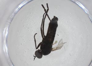  ( - CBG-A27763-F06)  @11 [ ] CreativeCommons - Attribution Share - Alike (2024) Centre for Biodiversity Genomics Centre for Biodiversity Genomics