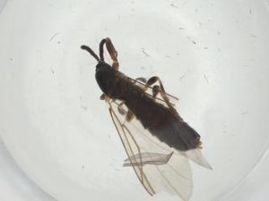  ( - CBG-A27764-A04)  @11 [ ] CreativeCommons - Attribution Share - Alike (2024) Centre for Biodiversity Genomics Centre for Biodiversity Genomics