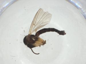  ( - CBG-A27764-E03)  @11 [ ] CreativeCommons - Attribution Share - Alike (2024) Centre for Biodiversity Genomics Centre for Biodiversity Genomics