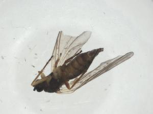  ( - CBG-A27764-F03)  @11 [ ] CreativeCommons - Attribution Share - Alike (2024) Centre for Biodiversity Genomics Centre for Biodiversity Genomics