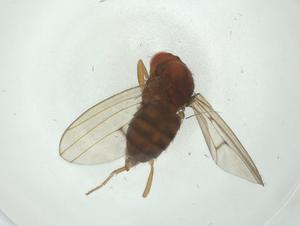  ( - CBG-A27765-A07)  @11 [ ] CreativeCommons - Attribution Share - Alike (2024) Centre for Biodiversity Genomics Centre for Biodiversity Genomics