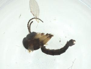  ( - CBG-A27765-C01)  @11 [ ] CreativeCommons - Attribution Share - Alike (2024) Centre for Biodiversity Genomics Centre for Biodiversity Genomics