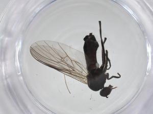  ( - CBG-A27766-F12)  @11 [ ] CreativeCommons - Attribution Share - Alike (2024) Centre for Biodiversity Genomics Centre for Biodiversity Genomics