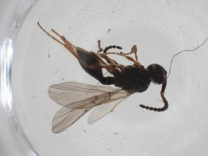  ( - CBG-A27766-G06)  @11 [ ] CreativeCommons - Attribution Share - Alike (2024) Centre for Biodiversity Genomics Centre for Biodiversity Genomics