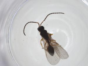  ( - CBG-A27766-H05)  @11 [ ] CreativeCommons - Attribution Share - Alike (2024) Centre for Biodiversity Genomics Centre for Biodiversity Genomics