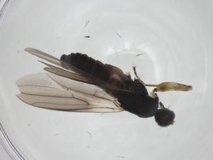  ( - CBG-A27766-H11)  @11 [ ] CreativeCommons - Attribution Share - Alike (2024) Centre for Biodiversity Genomics Centre for Biodiversity Genomics