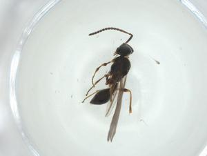  ( - CBG-A27767-F03)  @11 [ ] CreativeCommons - Attribution Share - Alike (2024) Centre for Biodiversity Genomics Centre for Biodiversity Genomics