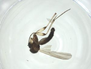  ( - CBG-A27767-H11)  @11 [ ] CreativeCommons - Attribution Share - Alike (2024) Centre for Biodiversity Genomics Centre for Biodiversity Genomics