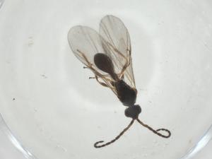  ( - CBG-A27768-B08)  @11 [ ] CreativeCommons - Attribution Share - Alike (2024) Centre for Biodiversity Genomics Centre for Biodiversity Genomics