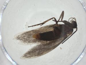  ( - CBG-A27768-D10)  @11 [ ] CreativeCommons - Attribution Share - Alike (2024) Centre for Biodiversity Genomics Centre for Biodiversity Genomics