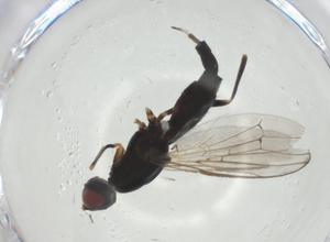  ( - CBG-A27768-G07)  @11 [ ] CreativeCommons - Attribution Share - Alike (2024) Centre for Biodiversity Genomics Centre for Biodiversity Genomics