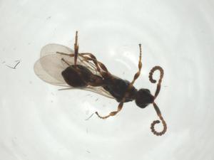  ( - CBG-A27768-H11)  @11 [ ] CreativeCommons - Attribution Share - Alike (2024) Centre for Biodiversity Genomics Centre for Biodiversity Genomics