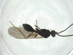  ( - CBG-A27769-H11)  @11 [ ] CreativeCommons - Attribution Share - Alike (2024) Centre for Biodiversity Genomics Centre for Biodiversity Genomics