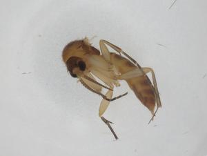  ( - CBG-A27770-A03)  @11 [ ] CreativeCommons - Attribution Share - Alike (2024) Centre for Biodiversity Genomics Centre for Biodiversity Genomics