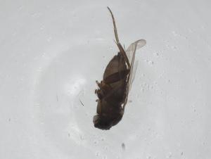  (Megaselia differens - CBG-A27770-E11)  @11 [ ] CreativeCommons - Attribution Share - Alike (2024) Centre for Biodiversity Genomics Centre for Biodiversity Genomics