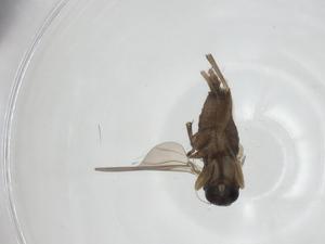  ( - CBG-A27770-H11)  @11 [ ] CreativeCommons - Attribution Share - Alike (2024) Centre for Biodiversity Genomics Centre for Biodiversity Genomics